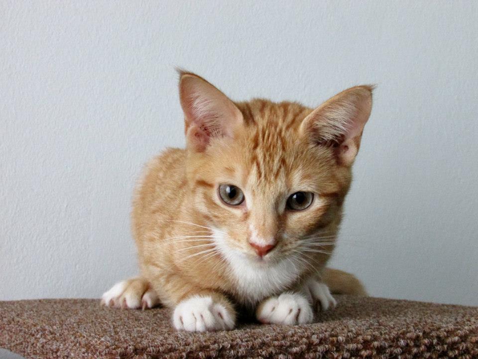 994407_10152167400565330_758131669_n